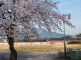 Korean Palace with Cherry blossoms