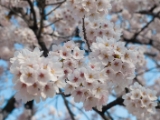 Cherry Blossoms