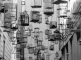 "Forgotten Songs" A Sydney art installation by Michael Thomas Hill illustrating the birds that have left Sydney due to the expansion of the city,