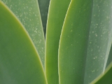 Leafy textures in Melbourne