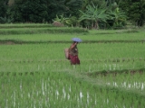 Ricefarming, Northern Thailand