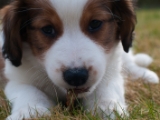 Bailey